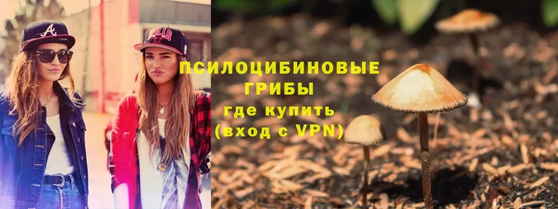 Галлюциногенные грибы Psilocybe  Кубинка 